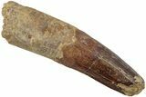 Fossil Spinosaurus Tooth - Partial Root #234307-1
